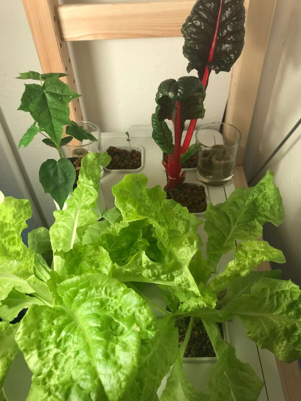 stand nach 10 wo­chen #spei­se­kam­mer­gar­ten: der pak choi macht sich nach an­fäng­li­chem zö­gern präch­tig, …