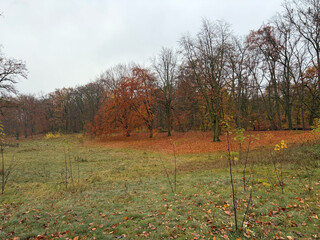 foto vom morgenspauiergang: es sieht sehr herbstlich aus und das laub bildet orangene laubteppiche unter den bäumen.