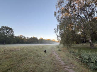bodennebel auf der grossen wiese im volkspark rehberge. im hintergrund werden die b&auml;ume gelblich von der aufgehenden sonne beleuchtet