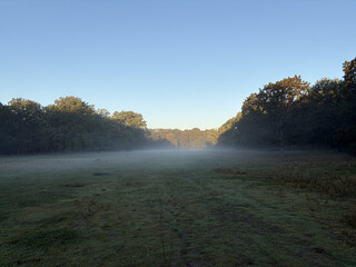 bodennebel auf der grossen wiese im volkspark rehberge. im hintergrund werden die b&auml;ume gelblich von der aufgehenden sonne beleuchtet