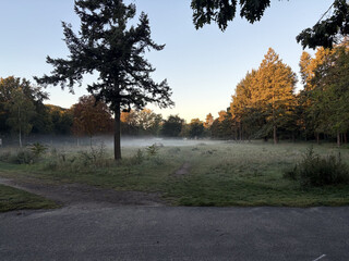 bodennebel auf der grossen wiese im volkspark rehberge. im hintergrund werden die b&auml;ume gelblich von der aufgehenden sonne beleuchtet