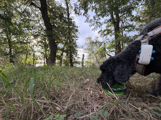 frida trinkt aus einem napf am tegeler see