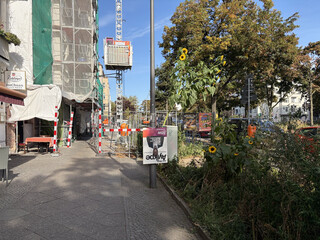 an der seestrasse steht vor einer baustelle eine sehr hohe sonnenblumenpflanze auf deren spitze noch mehrere blüten blühen.