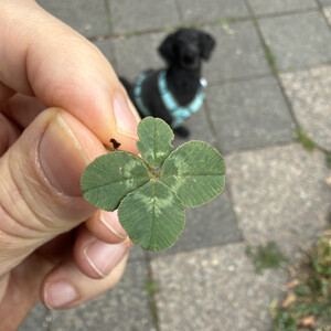 🍀 2/x