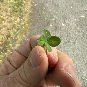 🍀 1/x