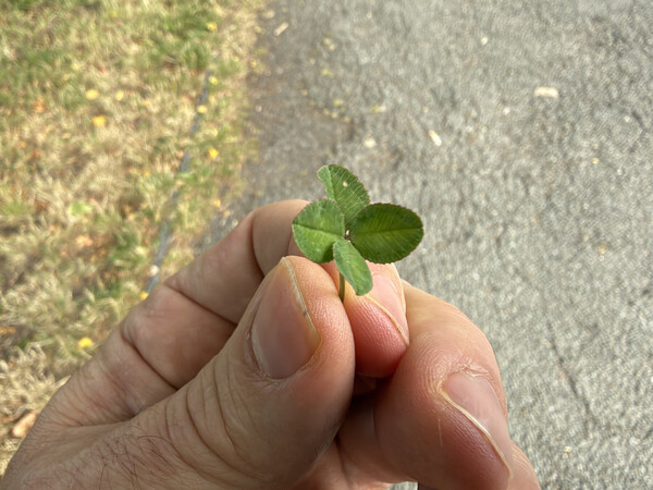 🍀 1/x