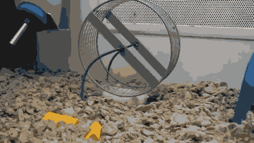 reverse hamster