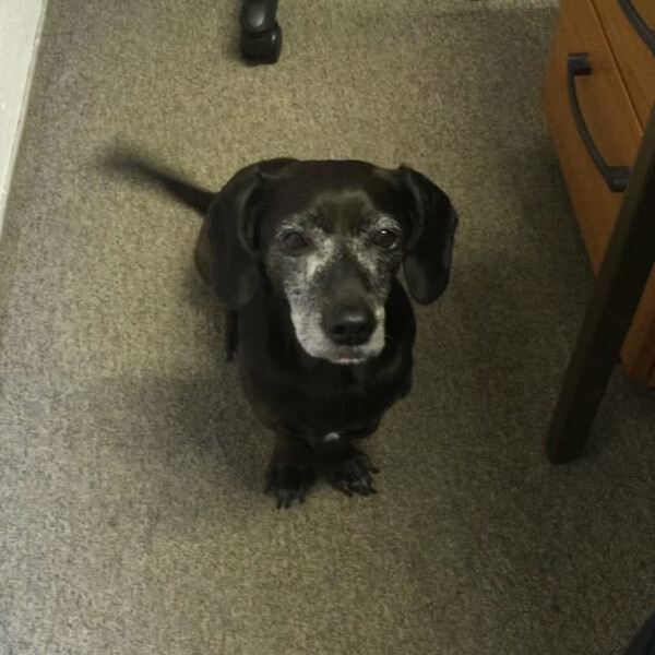 bet&shy;tel&shy;hund