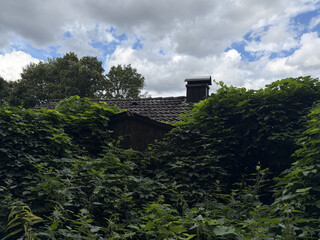 ein gartenhausdach das aus gr&uuml;nem gestr&uuml;pp herausragt, der himmel ist wolkig, hell und blau.