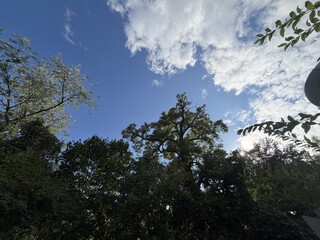 gr&uuml;nes gestr&uuml;pp und baumkronen ragen in den blauen, leicht wolkigen himmel.