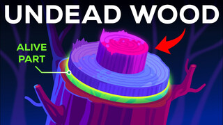 YouTube Video Vorschaubild