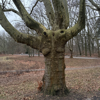 foto eines baums im volkspark rehberge, der ein bisschen wie ein alien ausieht
