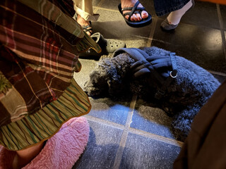 frida liegt unterm tisch neben einer reihe von menschlichen f&uuml;ssen