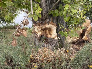 ein offensichtlich vom biber angenagter baum, der eigentlich mit einem biberschutz (maschendraht) vesehen ist. im hintergrund ein baumstumpf der auch rundherum vom biber angefressen ist.