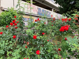 das bild zeigt verwilderte rote rosen vorm parkhaus in der nähe vom s-bahnhof wedding