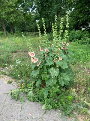 das bild zeigt ganz schöne blüten die aus einem beikraut am und im gehweg spriessen