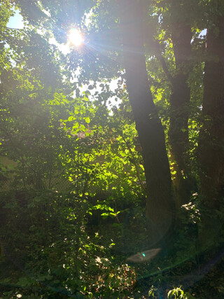 das bild zeigt blätter die von der sonne angestrahlt werden und grün schimmern.