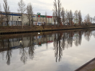 schwan af dem westhafenkanal