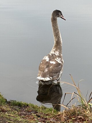 foto von einem jungen schwan am westhafenkanal