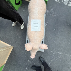 rp26 schwein