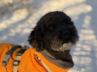 portrait von frida, ihr kinn ist von schneebedeckt, ihr mantel sonnenbeschienen
