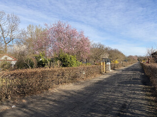 rosa bl&uuml;hender baum in einer gartensiedlung in den rehbergen, ausserdem ein langer weg.