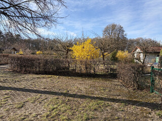 gelb bl&uuml;hende b&uuml;sche in einer gartensiedlung in den rehbergen