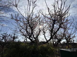 rosa bl&uuml;hender busch im gegenlicht in einer gartensiedlung in den rehbergen