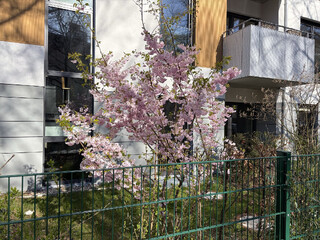 rosa bl&uuml;hender busch in der kameruner strasse
