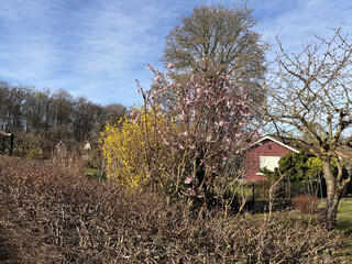 gelb / rosa blühende büsche in einer gartensiedlung in den rehbergen