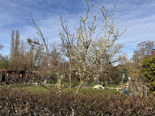 gelb bl&uuml;hender strauch in einer gartensiedlung in den rehbergen