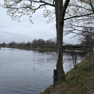 ein baum der an einer gabel, nah am boden, geilt wurde und damit 50% seines baum-seins verloren hat
