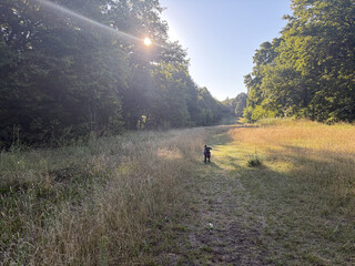 wiese im volkspark rehberge, man sieht frida wie sie auf mich wartet auf einer &uuml;ppig beachsenen gr&uuml;n-gelben wiese
