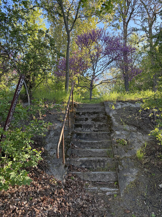 violetter strauch (m&ouml;glicherweise ein judasbaum) am schiffahrtskanal, davor eine steinerne treppe
