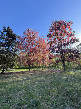 rot belaubte blutbuchen (wahrscheinlich) im volkspark rehberge gegen blauen himmel