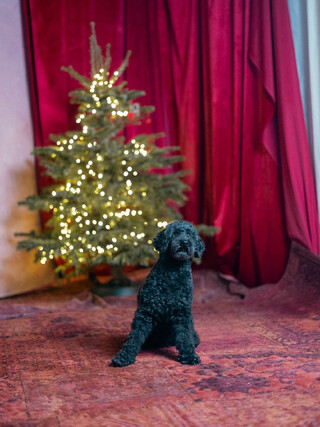 foto von unserem kleinpudel frida vor einem weihnachtsbaum von @charliebrocker