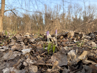 nahaufmahme von ein paar aus dem gelben boden spriessenden blumenkeimen. im hintergrund, leicht unscharf, sieht man kahle b&auml;ume.