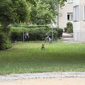 fuchs