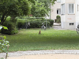 fuchs