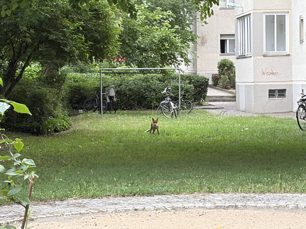fuchs