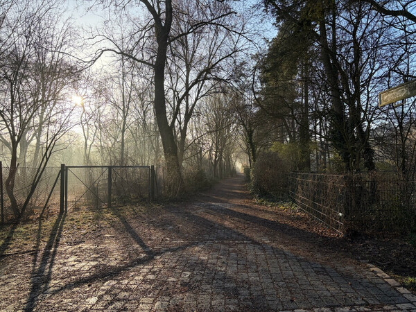 gegenlicht