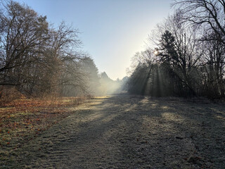 blick im gegenlicht vom wildschweingehege in richtung rathenau-brunnen