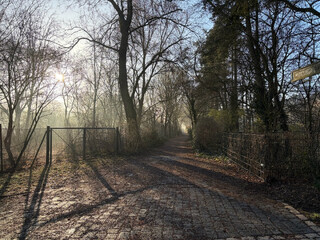 gegenlichtfoto vom hohlweg am m&ouml;wensee