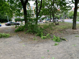 bild von abgebrochenen ästen nach dem sturm gestern abend am max-josef-metzger-platz
