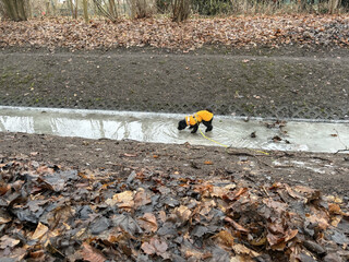 frida steht auf einem zugefrorenem bach, &uuml;ber das eis fliesst klares wasser, sie trinkt ein bisschen was davon und sieht aus wie ein jesus hund, der &uuml;ber  das wasser laufen kann