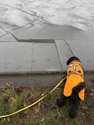 frida betrachtet auseinandergebrochene und wieder &uuml;berfrorene eisschollen auf dem schiffahrtskanal
