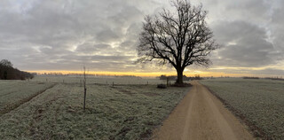 foto vom sonnenaufgang über den feldern um karken, man sieht adams linde und einen feldweg