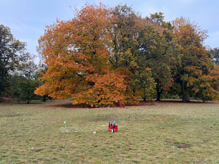 baum in den rehbergen im herbst