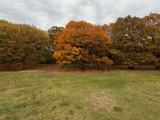 baum in den rehbergen im herbst