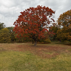herbstb&auml;ume